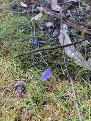 Wahlenbergia multicaulis