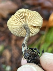 Rhodocybe aureicystidiata
