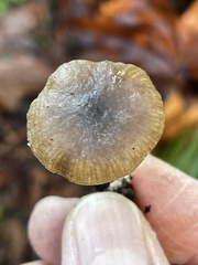 Rhodocybe aureicystidiata