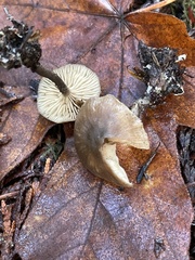 Rhodocybe aureicystidiata
