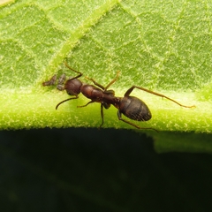 Camponotus