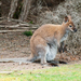 Bennett's Wallaby - Photo (c) Scott Rolph, some rights reserved (CC BY-NC), uploaded by Scott Rolph