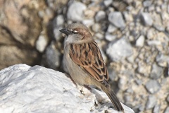 Passer domesticus