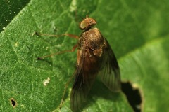 Chrysopilus luteolus