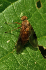 Chrysopilus luteolus