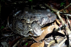 Leptodactylus vastus