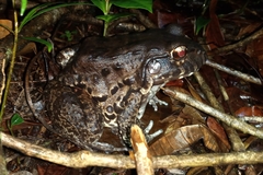 Leptodactylus vastus