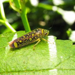 Aulacizes conspersa