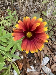 Gaillardia pulchella image