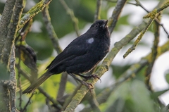 Diglossa lafresnayii