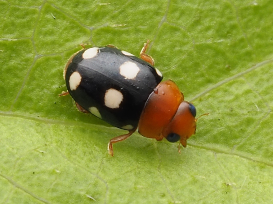 Eight-spotted Hyperaspidius