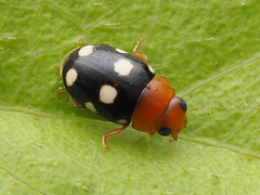 Hyperaspidius venustulus