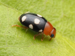 Hyperaspidius venustulus
