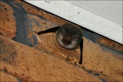 Nyctophilus geoffroyi
