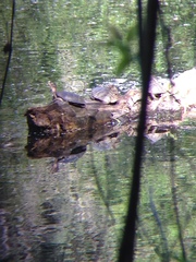 Actinemys marmorata marmorata