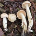 Hygrophorus graveolens - Photo (c) ym_wang_pnw, some rights reserved (CC BY-NC)