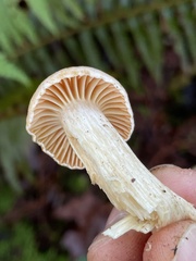 Hygrophorus graveolens