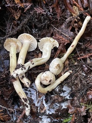 Hygrophorus graveolens