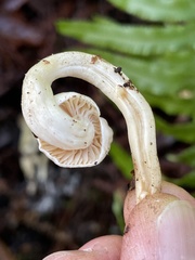 Hygrophorus graveolens