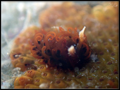 Madrella ferruginosa
