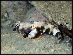 Synchiropus ocellatus