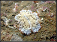 Nudipleura