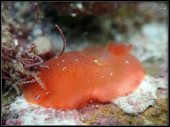 Dendrodoris guttata