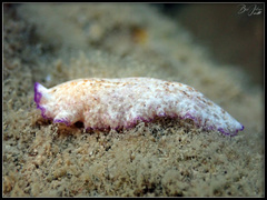 Pseudoceros goslineri