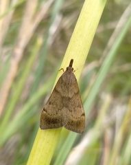 Uresiphita maorialis