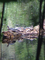 Actinemys marmorata marmorata