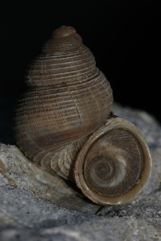 Tudorella