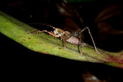 Listroscelidinae