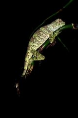 Enyalius catenatus