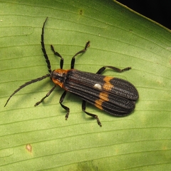 Lycidae