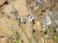Pontia glauconome