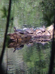 Actinemys marmorata marmorata