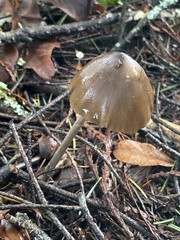 Entoloma hirtipes