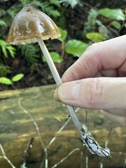 Entoloma hirtipes