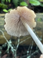 Entoloma hirtipes