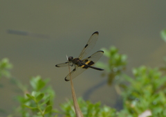 Rhyothemis phyllis apicalis