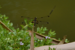 Rhyothemis phyllis apicalis