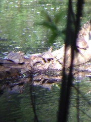 Actinemys marmorata marmorata