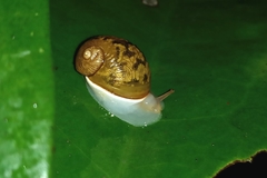 Simpulopsis