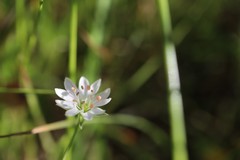 Stellaria pungens