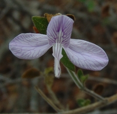 Carlowrightia