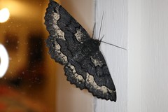 Melanodes anthracitaria