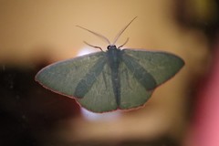 Prasinocyma semicrocea