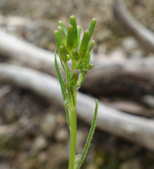 Senecio phelleus