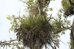 Tillandsia inopinata