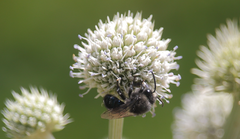 Colletes